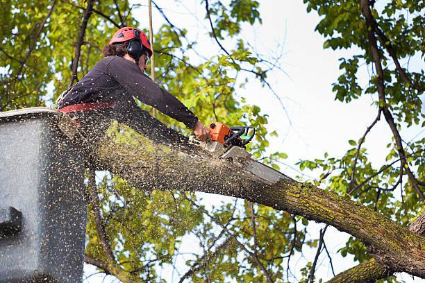 How Our Tree Care Process Works  in  Labelle, FL