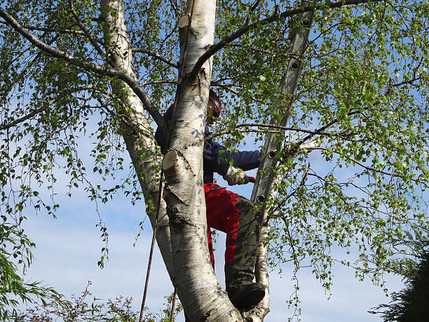 Mulching Services in Labelle, FL